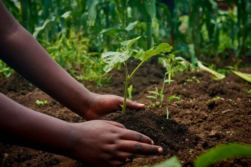 Young seedlings and hands tending soil